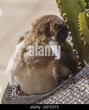 A young pied butcherbird (Cracticus nigrogularis)sunbathing with ruffled feathers beside a potted plant. Garden, Queensland, Australia. Stock Photo