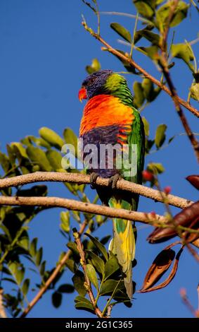 Rainbow lorikeet, trichoglossus moluccanus, perched in a Drunken Parrot tree (schotia brachypetala, tree fuchsia) in garden, Queensland, Australia. Stock Photo