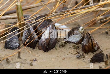 Mussels on a sand beach during low tide, Galveston, Texas Stock Photo