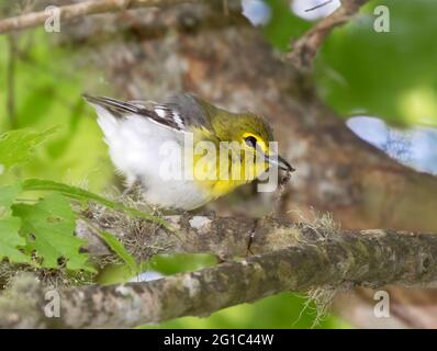 Yellow-throated vireo (Vireo flavifrons) feeding on a tree Stock Photo