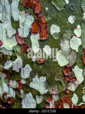 Sycamore Bark, San Rafael Wilderness, Los Padres National Forest, California Stock Photo