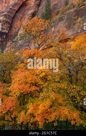 Bigtooth Maple, Acer grandidentatum, Cottonwood, Populus fremontii, Zion Canyon, Zion National Park, Utah Stock Photo