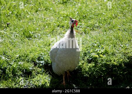 Guinea Fowl, White with red spots