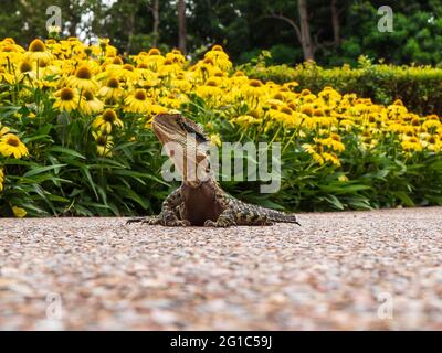 Australian lizard in a park surrounded by yellow flowers and the greenery of a public garden. Stock Photo