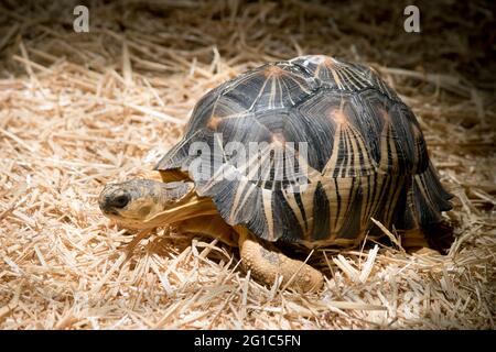 this is a side view of a radiate tortoise Stock Photo