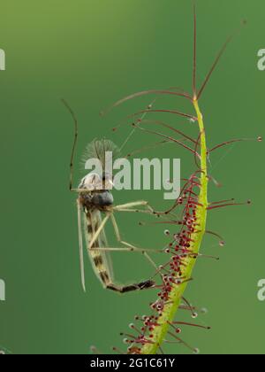 close-up of a nonbiting midge (chironomid) that has been trapped by the sticky tentacles on the leaf of a carnivorous fork-leaved sundew plant, Droser