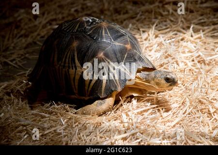 this is a side view of a radiate tortoise Stock Photo