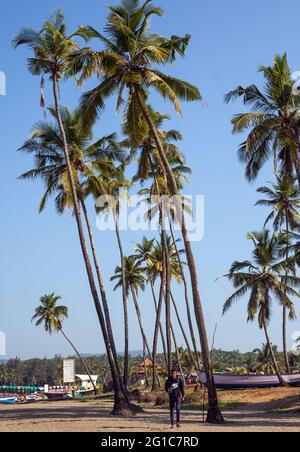 Fishing boats, tall palm trees and blue sky on the picturesque beach at Agonda, Goa, India Stock Photo