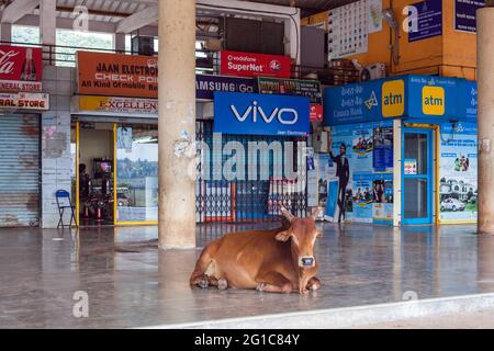 A sacred brown cow reclining in shopping complex, Chaudi bus stand, Canacona, Goa, India Stock Photo