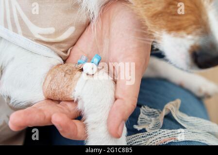 dog paw surgery