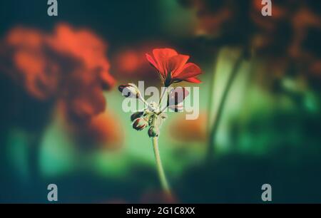 Tulips bokeh sea of flowers in beautiful summer garden. Semi-flowering plant in summer as forget-me-nots. funeral service. Stock Photo