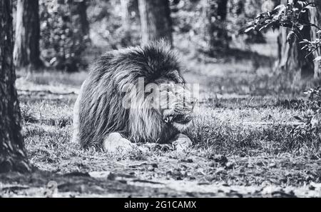 A magnificent lion chews its prey at the Serengeti-Park Resort Zoo in Hodenhagen. The king of the jungle in black and white monochrome. Stock Photo