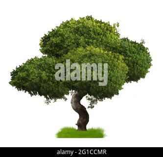 Big tree isolate on white background. Stock Photo