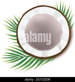 Broken coconut realistic vector, half coco nut with green palm leaves, isolated on white background, top view. Design element for food packaging, ingredient for natural organic cosmetics. Stock Vector