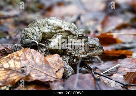 Closeup macro of two toads or frogs mating during spring season