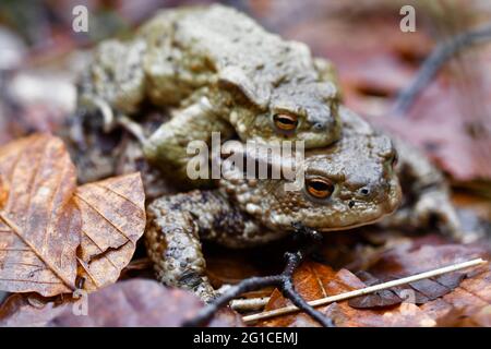 Closeup macro of two toads or frogs mating during spring season Stock Photo