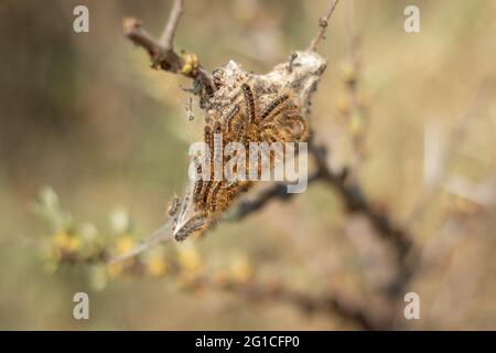 Emerging larvae of the brown-tail moth on a twig in the dunes of Kijkdijn (The Hague, The Netherlands) Stock Photo