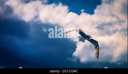 Seagull with spread wings gliding over the Gdańsk harbor after a summer thunderstorm - Come fly with me - The flight into an uncertain future... Stock Photo
