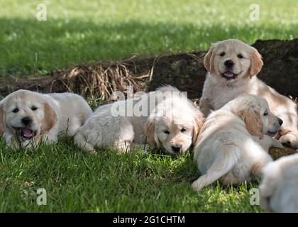 Golden Retriever pups lying under a tree in summer time. Stock Photo