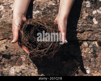 Female hands holding a fragile empty bird's nest, view from above on sunny day on stone background. Idea of empty nest syndrome. Stock Photo