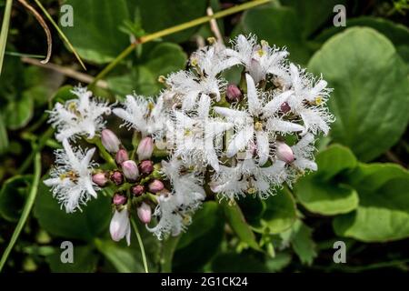 Menyanthes trifoliata or Bogbean Stock Photo