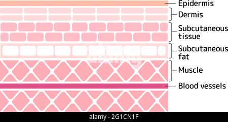 Layer of human skin vector illustration ( from epidermis to muscle ) Stock Vector