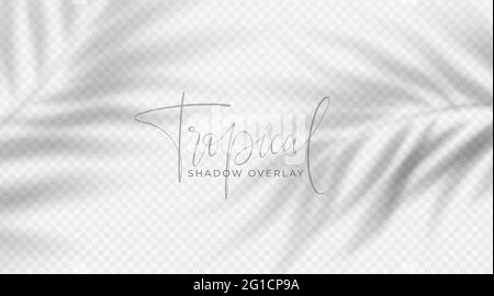 Realistic transparent shadow from a leaf of a palm tree on the white background. Tropical leaves shadow. Mockup with palm leaves shadow. Vector Stock Vector