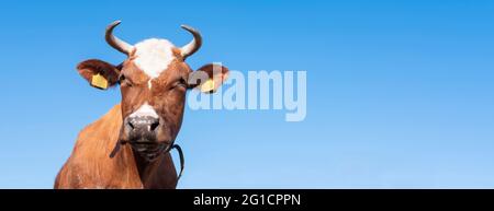 horned head of red brown spotted cow against background of blue sky Stock Photo