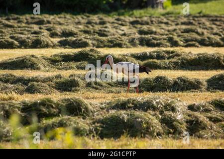 stork looks for food in freshly mowed meadow near oldenzaal and enschede in the netherlands Stock Photo