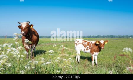 spotted red brown cow and calf in meadow under blue sky Stock Photo