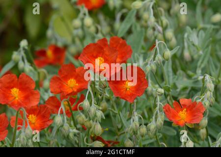 Helianthemum Henfield Brilliant bright orange Rock Rosr flowers Stock Photo