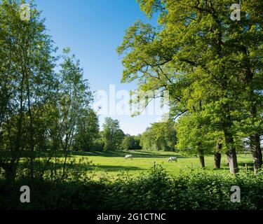 two white cows in park landscape between oldenzaal and enschede in dutch province of overijssel on sunny summer day Stock Photo