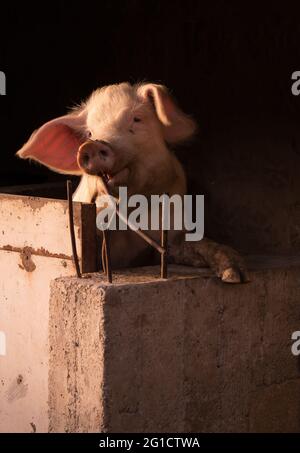 Pig standing on the wall of the pen and bites the iron rod Stock Photo