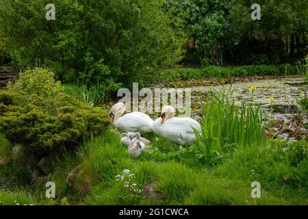 Swans and family of signets at their nest on the banks of a tree-lined pond Stock Photo