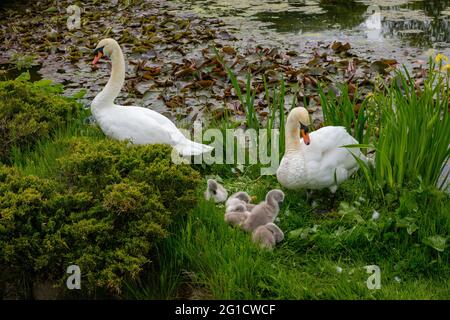 Swans and family of signets at their nest on the banks of a tree-lined pond Stock Photo
