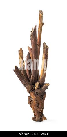 Old dry snag Stock Photo