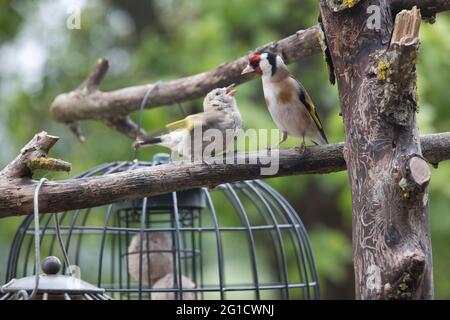Female Goldfinch Carduelis carduelis feeding baby on natural bird feeder Cotswolds UK Stock Photo