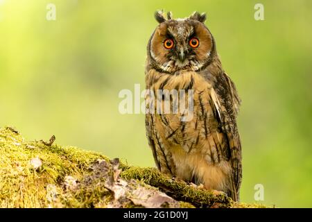 Long eared owl, juvenile.  Scientific name: Asio otus.  Close-up of a young, long eared owl perched on a mossy green log and facing forward.  Clean ba