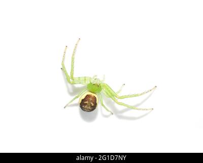 Green crab spider Diaea dorsata on white background Stock Photo