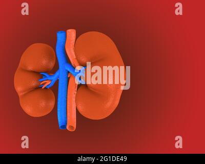 Digital illustration of kidney in colour background. Stock Photo