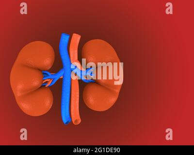 Digital illustration of kidney in colour background. Stock Photo