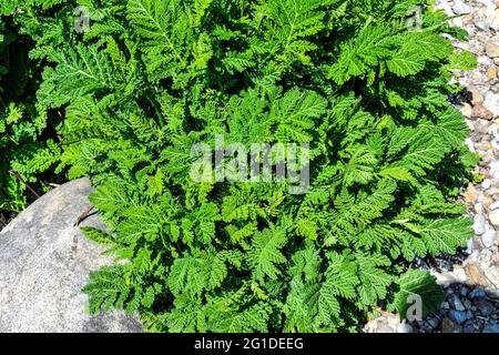 Decorative tansy - Tanacetum haradjanii in alpine garden among stones, close up. Ormamental plant with lushly curly leaves for gardening, landscape de Stock Photo
