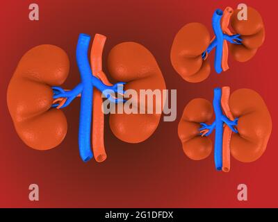 Digital illustration of kidney in colour background. Stock Photo