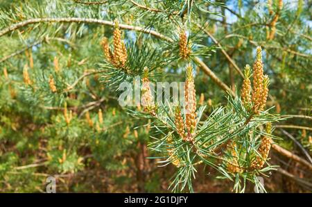 Close up picture of pine tree male pollen cones, selective focus. Stock Photo