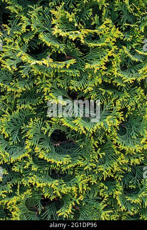 Thuja occidentalis Smaragd (Smaragd Goldstrike) - evergreen conifer  foliage texture with golden yellow edges of needles. Ornamental plant for gardeni Stock Photo