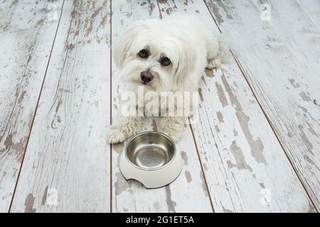 Sad Maltese dog begging food next to an empty bowl, lying down and tilting head side on vintage parquet. Stock Photo