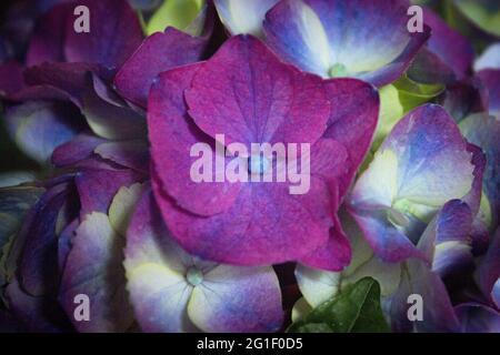 Hydrangea plant in full bloom. Pink and lilac color Stock Photo