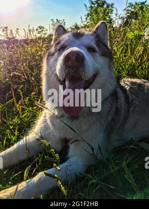 Malamute the dog. Tired malamute close-up. Malamute is lying in the grass. Stock Photo