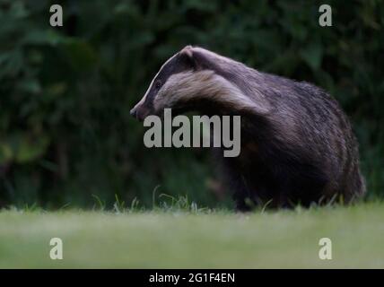 An Adult European Badger (Meles meles) emerges from it's sett to feed, Warwickshire Stock Photo