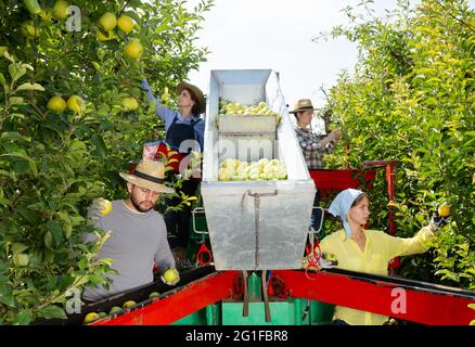 Farmers working on harvesting platform Stock Photo